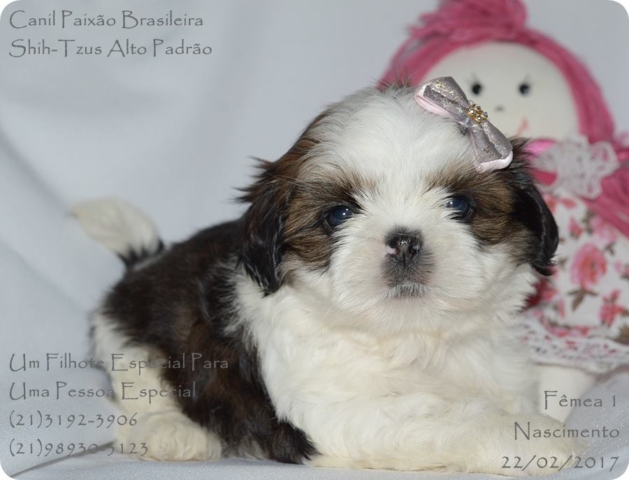 shih tzu filhote macho